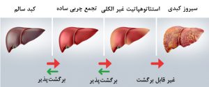 شناخت کبد