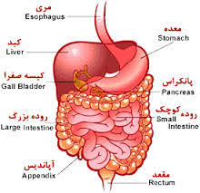 دستگاه گوارش